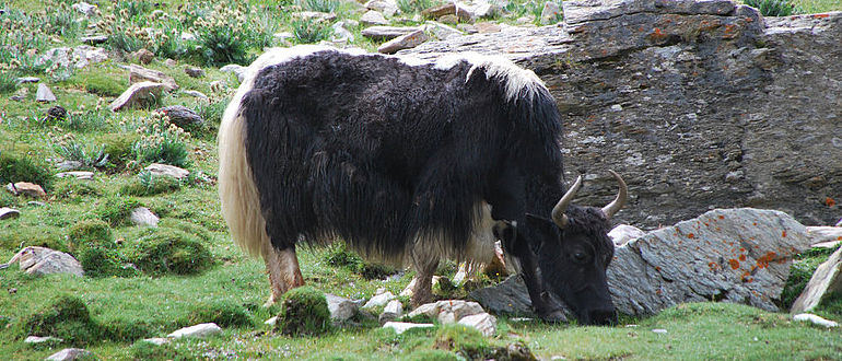 Grasendes Yak in Tibet