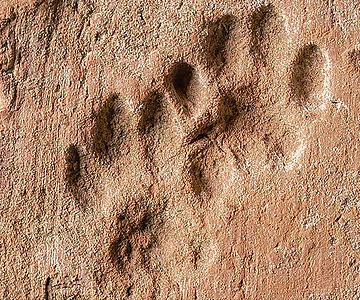 Abdruck von Katzenpfoten (Felis) auf mittelalterlichem Ziegelstein