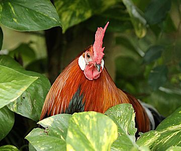 Bankivahahn aus dem Tierpark Hellabrunn
