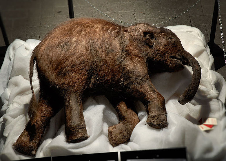 Mammut-Baby Lyuba. © Troyka/Neanderthal Museum