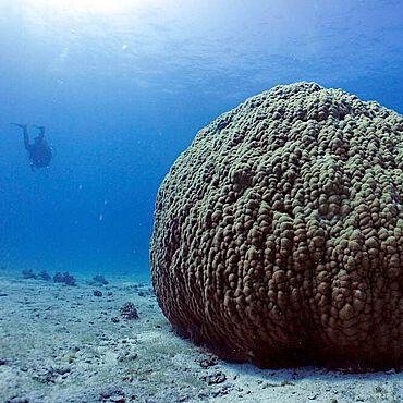Eine Steinkoralle im Roten Meer
