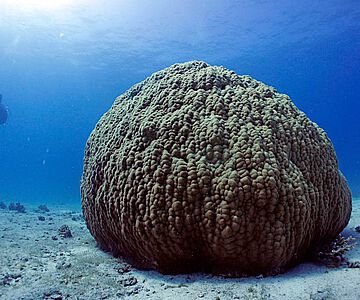 Eine Steinkoralle im Roten Meer