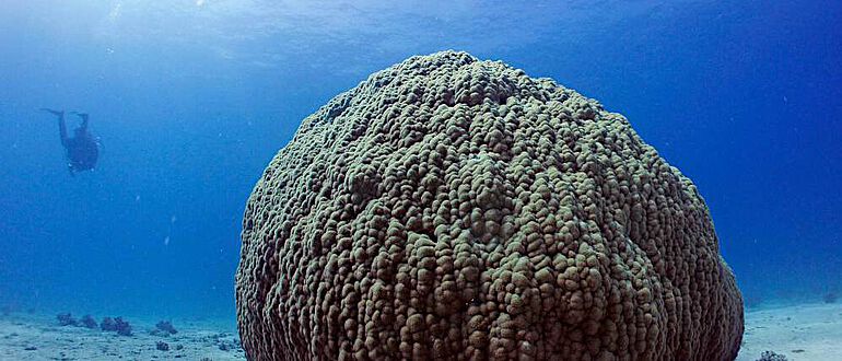 Eine Steinkoralle im Roten Meer Eine Steinkoralle im Roten Meer