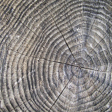 Baumringe Baumringe