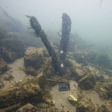 Pfähle der Römerbrücke aus dem 4. Jahrhundert.