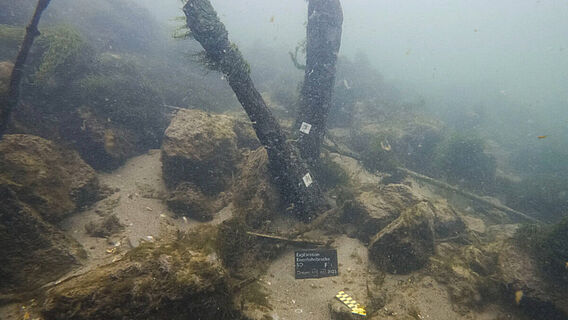 Pfähle der Römerbrücke aus dem 4. Jahrhundert.