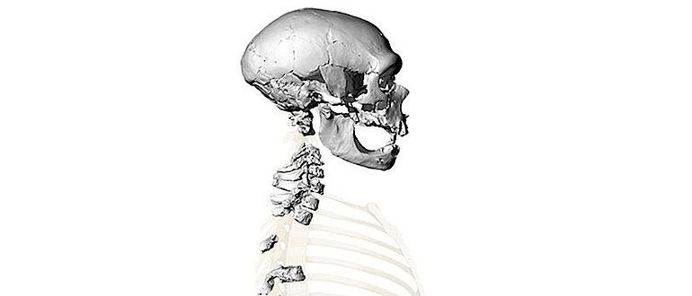 Virtuelle Rekonstruktion der Wirbelsäule des Skeletts von La Chapelle-aux-Saints