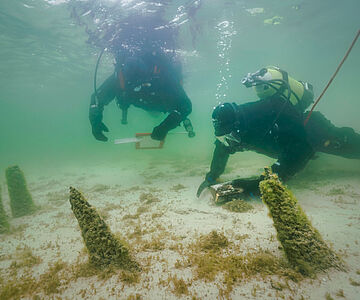 Taucharchäologen untersuchen Pfahlreihen
