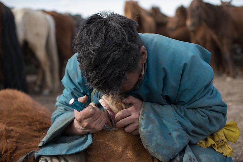 Ein mongolischer Pferdehirte entfernt mit einem Schraubenzieher einen verkümmerten Backenzahn
