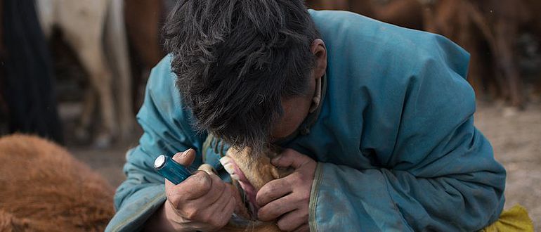 Ein mongolischer Pferdehirte entfernt mit einem Schraubenzieher einen verkümmerten Backenzahn