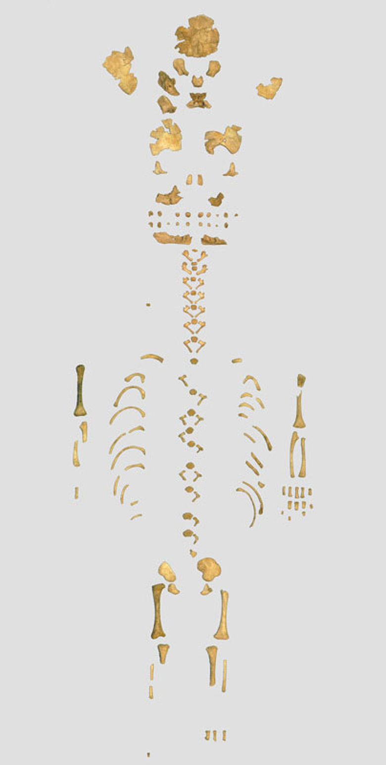 Skelett eines Neandertaler-Babys