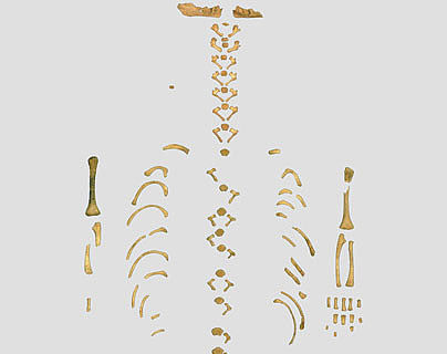 Skelett eines Neandertaler-Babys