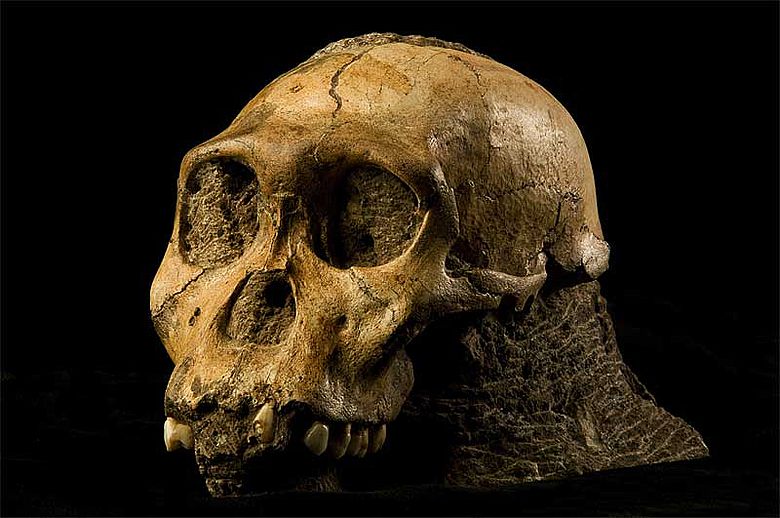 Schädel von Australopithecus sediba