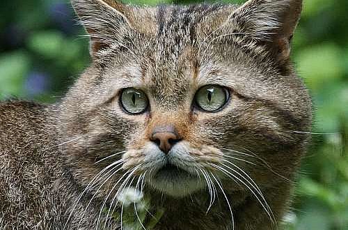 Die europäische Wildkatze (Felis silvestris silvestris)