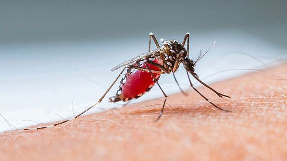 Malaria-Mücke