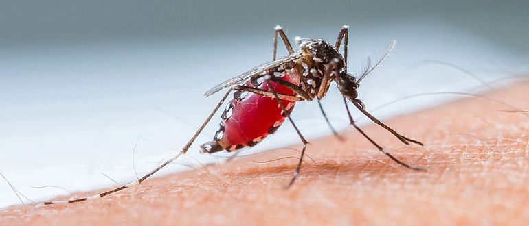 Malaria-Mücke