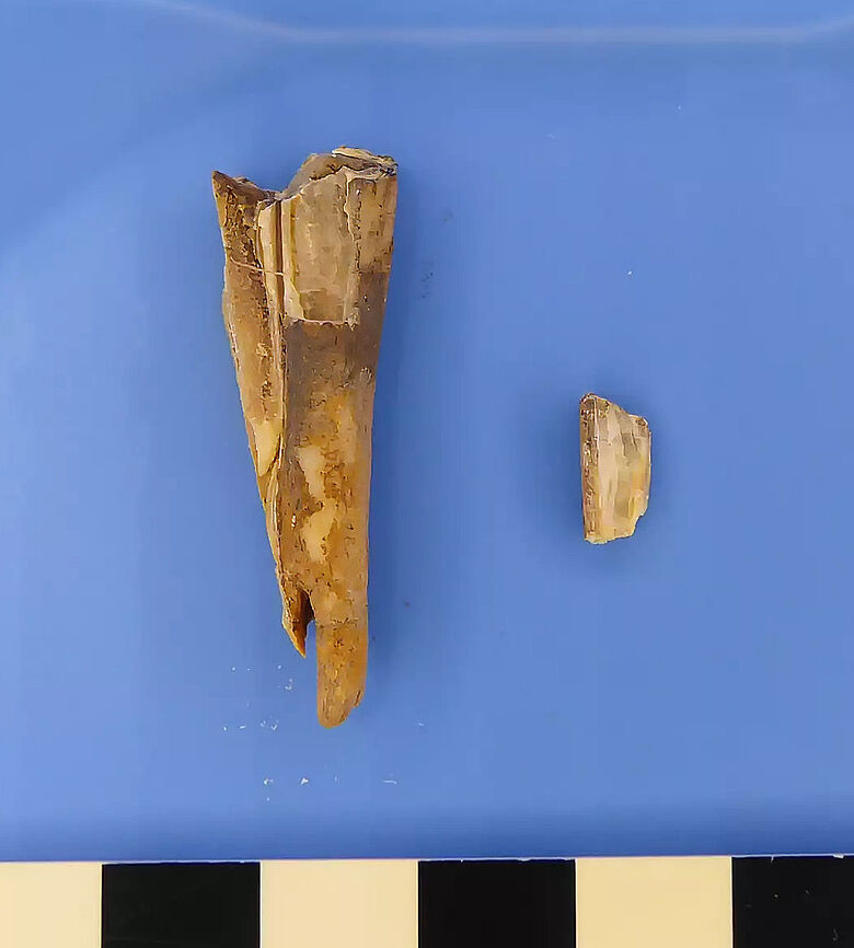 Prähistorischer Schafszahn mit Erbgut des Pesterregers