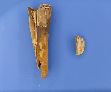 Prähistorischer Schafszahn mit Erbgut des Pesterregers