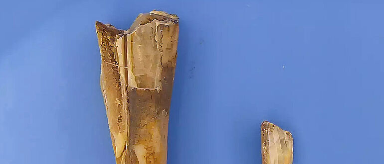 Prähistorischer Schafszahn mit Erbgut des Pesterregers