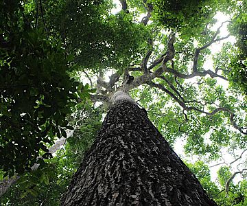 Exemplarischer Paranussbaum im Gebiet des Amazonasbeckens