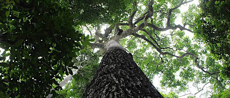 Exemplarischer Paranussbaum im Gebiet des Amazonasbeckens
