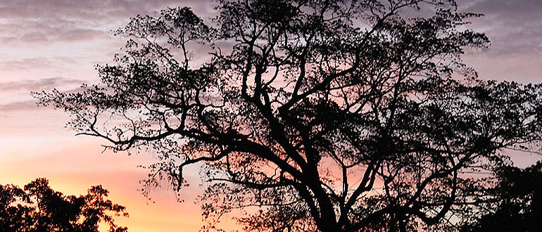 Tropischer Wald nahe der antiken Stadt Polonnaurwa auf Sri Lanka