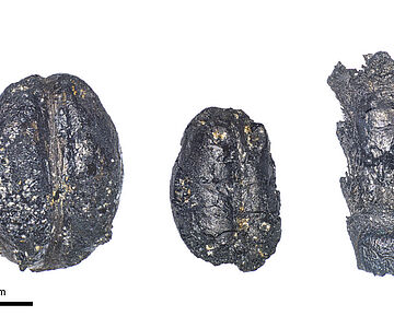 Nacktgerste und Nacktweizen