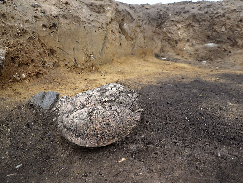 Sumpfschildkrötenpanzer in bronzezeitlicher Ofengrube