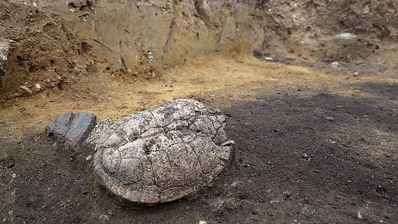 Sumpfschildkrötenpanzer in bronzezeitlicher Ofengrube