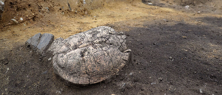 Sumpfschildkrötenpanzer in bronzezeitlicher Ofengrube