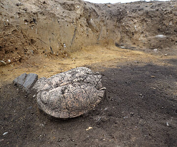 Sumpfschildkrötenpanzer in bronzezeitlicher Ofengrube