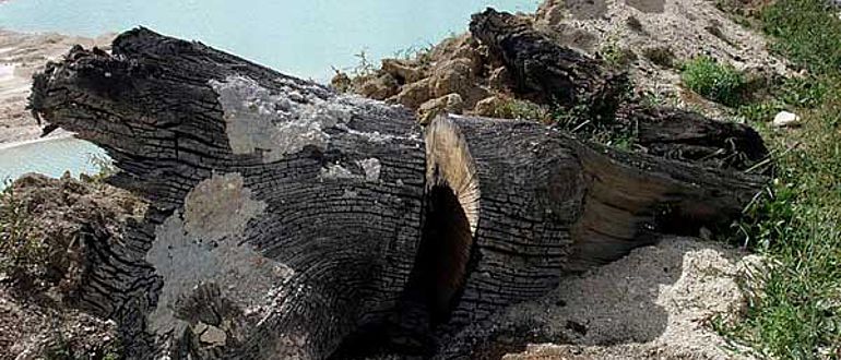 Subfossile Eiche aus dem 6. Jahrhundert gefunden und beprobt in den Flussschottern der Marne in Nordost-Frankreich. (Foto: Willy Tegel)