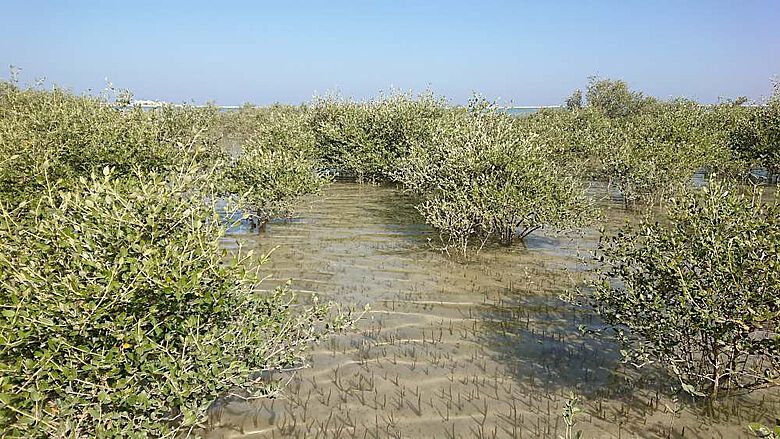 Vor 6.000 Jahren waren Mangroven in Oman weit verbreitet.