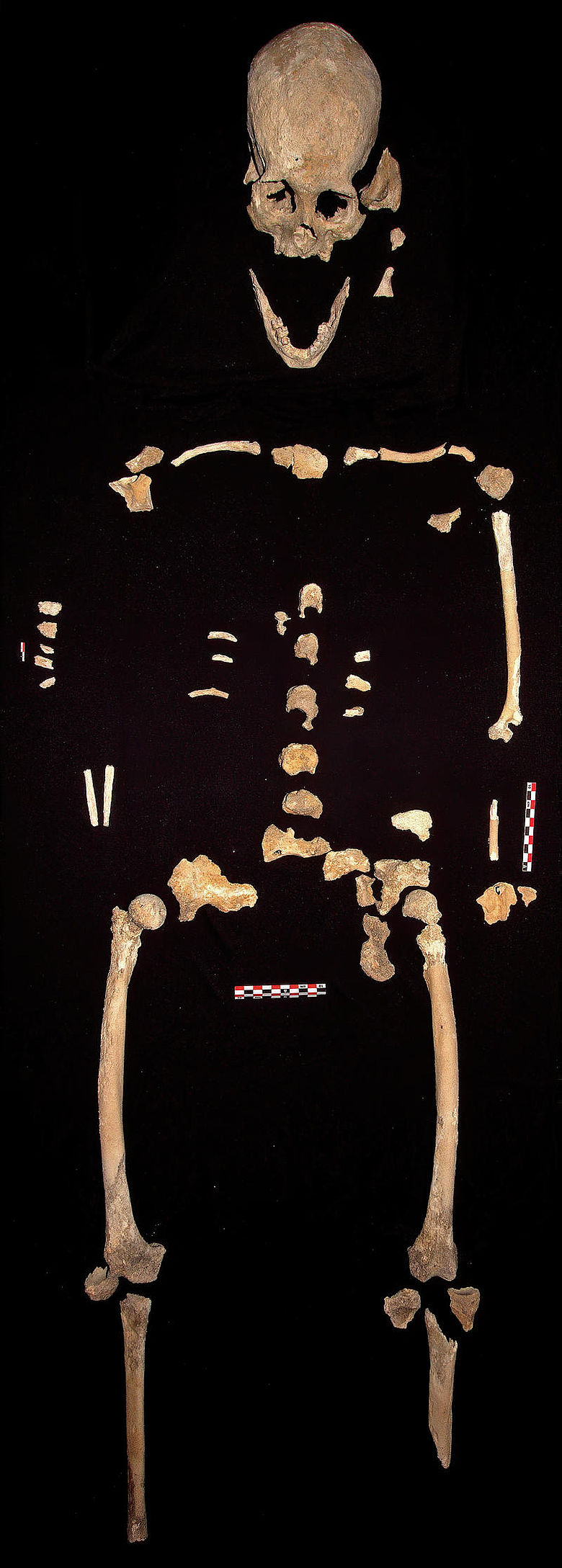 Paläoindianisches Skelett