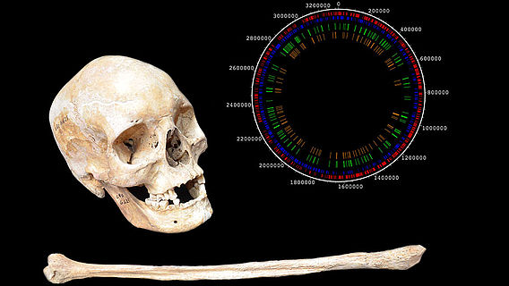 Mittelalterliche Knochen einer Leprakranken, Lepra-Genom