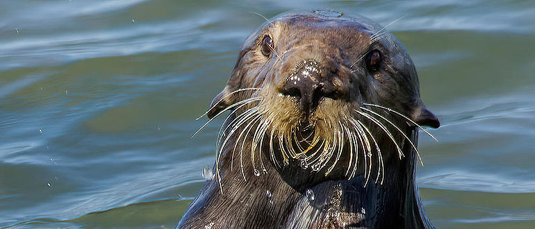 Seeotter benutzt Amboss-Stein zum Öffnen von Muscheln