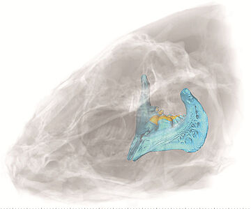 Schädel-Rekonstruktion