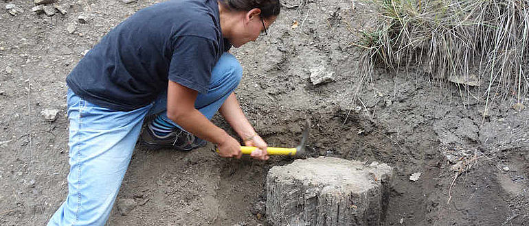 Fossile Kiefer wird freigelegt