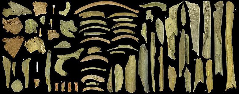 Knochenfragmente aus der Höhle von Goyet