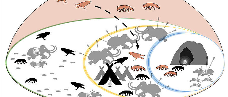 Herausbildung einer synanthropischen Nische