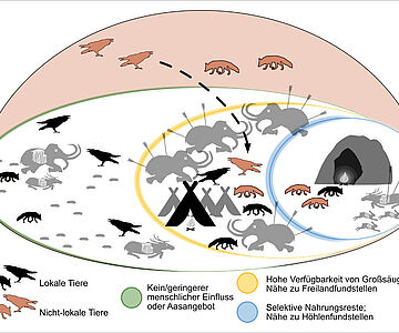 Herausbildung einer synanthropischen Nische