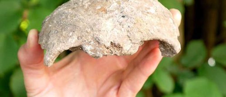 Ein interessanter Neufund aus der Seseke: das von einem ehrenamtlichen Mitarbeiter der LWL-Archäologie für Westfalen entdeckte menschliche Schädeldach. (Foto: LWL/Baales)