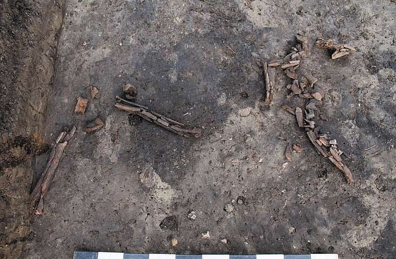 Knochenreste eines Rothirsches an einem Lagerplatz der späten Altsteinzeit