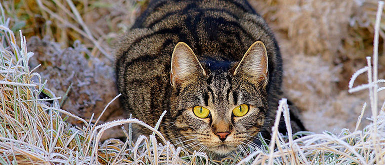 Katze auf der Jagd