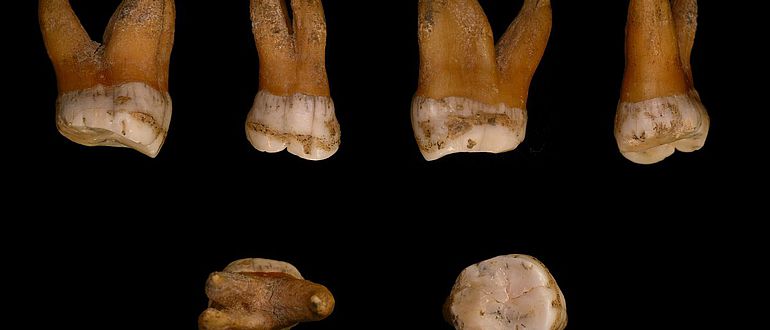 Großer Backenzahn aus dem Oberkiefer eines Neandertalers