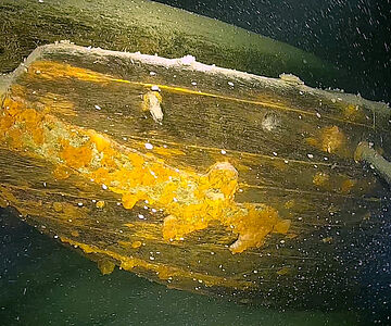 Heck eines hölzernen Lastsegelschiffs am Grund des Bodensees