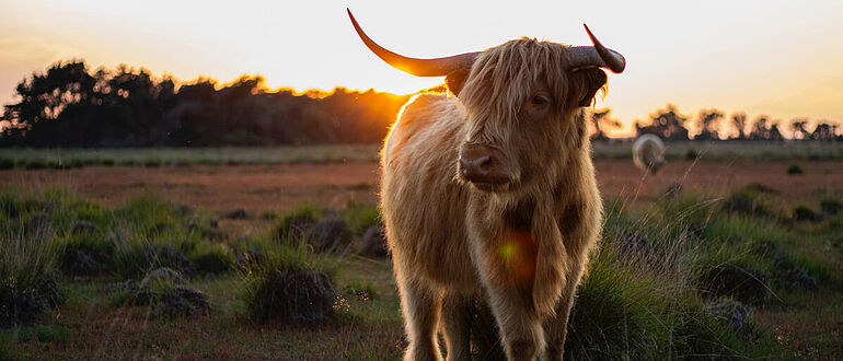 Kuh im Sonnenuntergang
