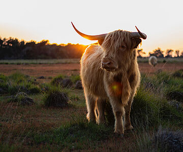 Kuh im Sonnenuntergang