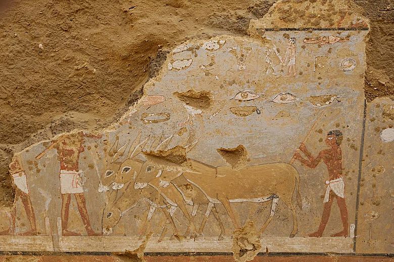 Detailaufnahme der Mastaba des Seneb-nebef: Esel beim Dreschen auf der Tenne