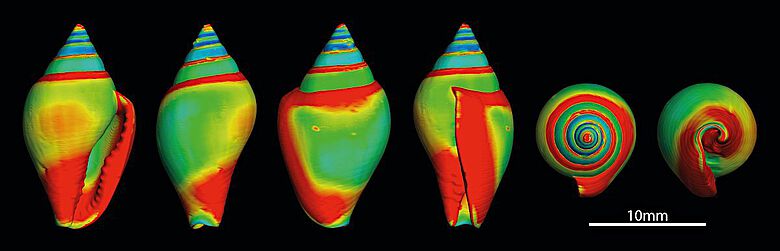 Eine Heatmap zeigt die Stärke der verschiedenen Schalen von Schneckengehäusen
